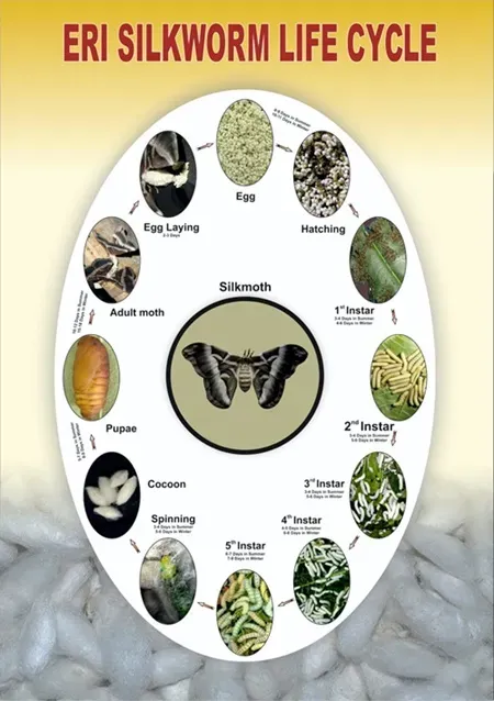 eri-life-cycle.webp